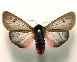 Attēlu rezultāti vaicājumam “Phragmatobia fuliginosa imago”