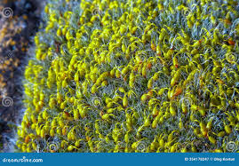 Attēlu rezultāti vaicājumam “Grimmia pulvinata sporophyte”