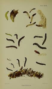 Attēlu rezultāti vaicājumam “Hypsopygia glaucinalis”