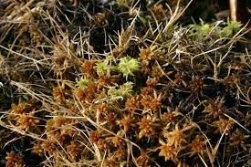 Attēlu rezultāti vaicājumam “Sphagnum inundatum”