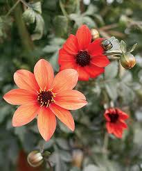 Image result for Dahlia hybrid.