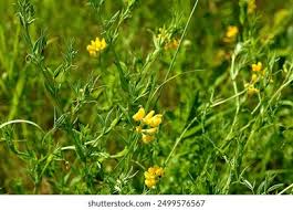 Attēlu rezultāti vaicājumam “Lathyrus pratensis fruit”