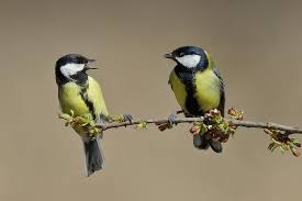 Attēlu rezultāti vaicājumam “Parus major female”