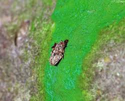 Attēlu rezultāti vaicājumam “Proutia betulina larva”