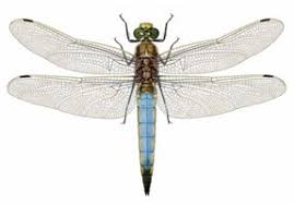 Attēlu rezultāti vaicājumam “Orthetrum cancellatum”