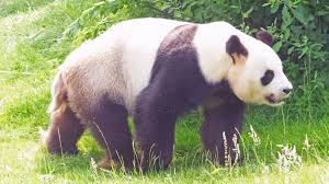 Résultat de recherche d'images pour "pandas"