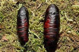 Attēlu rezultāti vaicājumam “Euthrix potatoria imago”