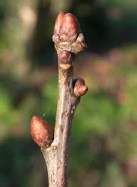 Attēlu rezultāti vaicājumam “Quercus robur bud”