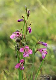 Attēlu rezultāti vaicājumam “Gladiolus imbricatus flower”
