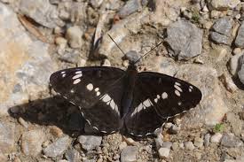 Attēlu rezultāti vaicājumam “Limenitis camilla”