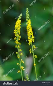 Attēlu rezultāti vaicājumam “Agrimonia pilosa flower”