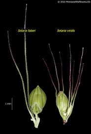 Attēlu rezultāti vaicājumam “Setaria viridis leaf”