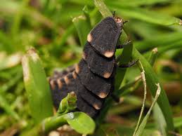 Attēlu rezultāti vaicājumam “Lampyris noctiluca larva”