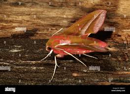 Attēlu rezultāti vaicājumam “Deilephila elpenor imago”