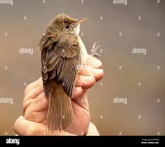 Image result for Acrocephalus aedon