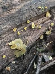 Attēlu rezultāti vaicājumam “Chlorencoelia versiformis”