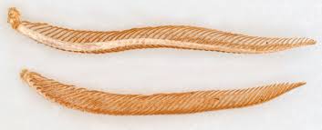 Attēlu rezultāti vaicājumam “Ennomos autumnaria male”