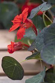 Image result for Tropaeolum minus