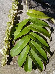 Attēlu rezultāti vaicājumam “Pterocarya fraxinifolia leaf”