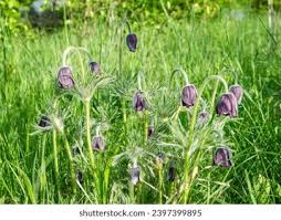 Attēlu rezultāti vaicājumam “Pulsatilla pratensis leaf”