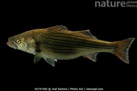 Image result for Morone saxatilis