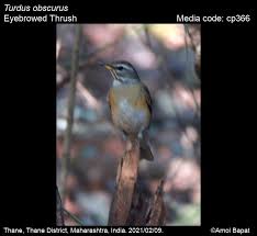 Image result for Turdus obscurus