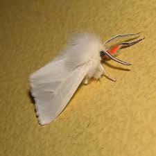 Attēlu rezultāti vaicājumam “Spilosoma lutea imago”