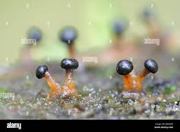 Attēlu rezultāti vaicājumam “Diderma tigrinum spores”