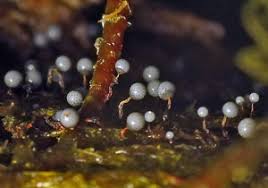 Attēlu rezultāti vaicājumam “Cribraria intricata spores”