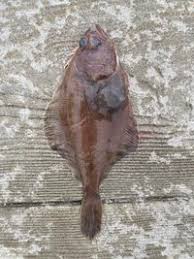 Image result for Hippoglossoides platessoides