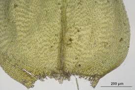 Attēlu rezultāti vaicājumam “Oxyrrhynchium hians var. rigidum”