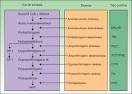 Clasificación de las <b>porfirias</b> www.sciencedirect.com