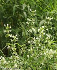 Image result for Galeopsis segetum