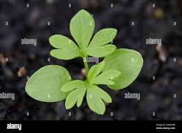 Attēlu rezultāti vaicājumam “Consolida regalis leaf”