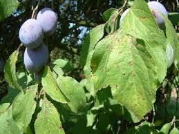 Attēlu rezultāti vaicājumam “Populus x petrowskyana”