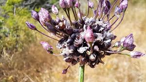 Attēlu rezultāti vaicājumam “Allium scorodoprasum flower”