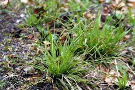 Attēlu rezultāti vaicājumam “Carex ornithopoda”