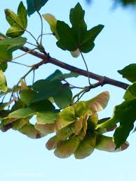Attēlu rezultāti vaicājumam “Acer campestre fruit”