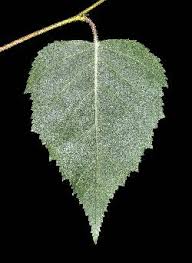 Attēlu rezultāti vaicājumam “Betula papyrifera leaf”