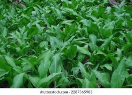 Attēlu rezultāti vaicājumam “Allium ursinum leaf”