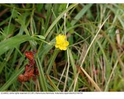 Attēlu rezultāti vaicājumam “Ranunculus flammula”