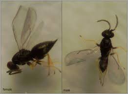 Attēlu rezultāti vaicājumam “Rabdophaga heterobia”