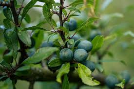 Attēlu rezultāti vaicājumam “Prunus spinosa fruit”