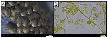 Attēlu rezultāti vaicājumam “Didymium serpula spores”