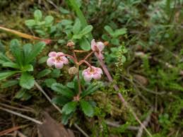 Attēlu rezultāti vaicājumam “Chimaphila umbellata flower”
