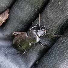 Attēlu rezultāti vaicājumam “Carabus nemoralis”