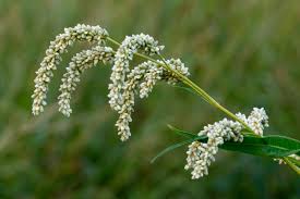Attēlu rezultāti vaicājumam “Persicaria lapathifolia leaf”