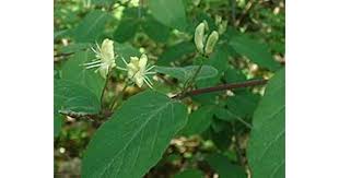 Attēlu rezultāti vaicājumam “Lonicera xylosteum”