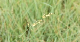 Attēlu rezultāti vaicājumam “Helictotrichon pratense leaf”