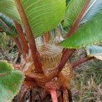 Attēlu rezultāti vaicājumam “Rumex hydrolapathum fruit”